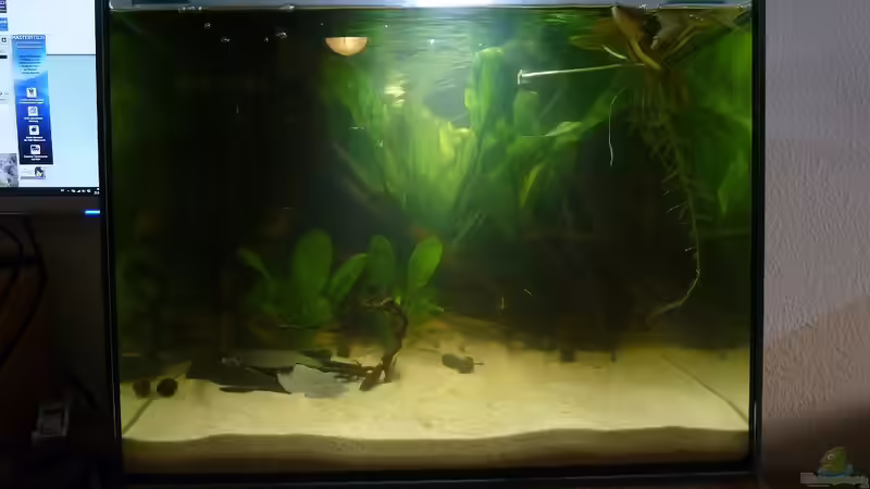 Torfig braun von JohannesDD (20)