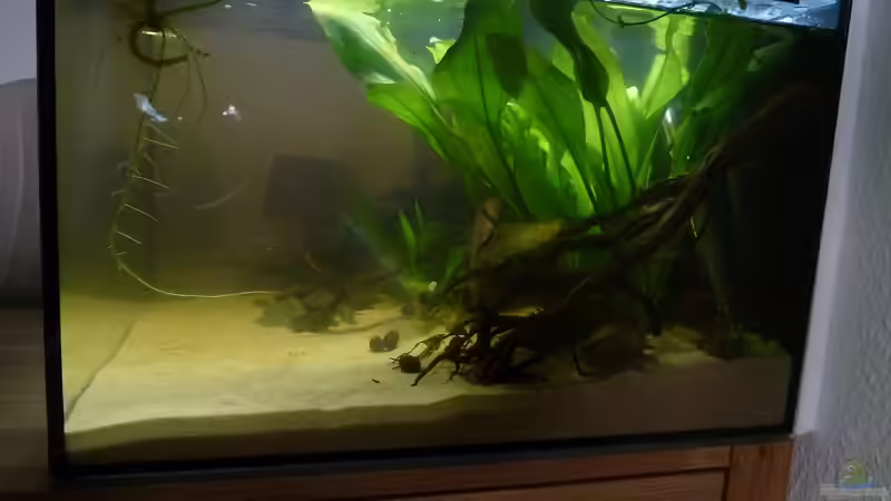 Torfig braun von JohannesDD (21)