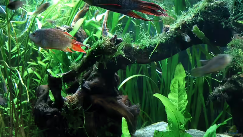 Torgus und Rubra gucken mal wieder Fernsehen... Die Dame ist etwas heller, ist aber von Pete (3)