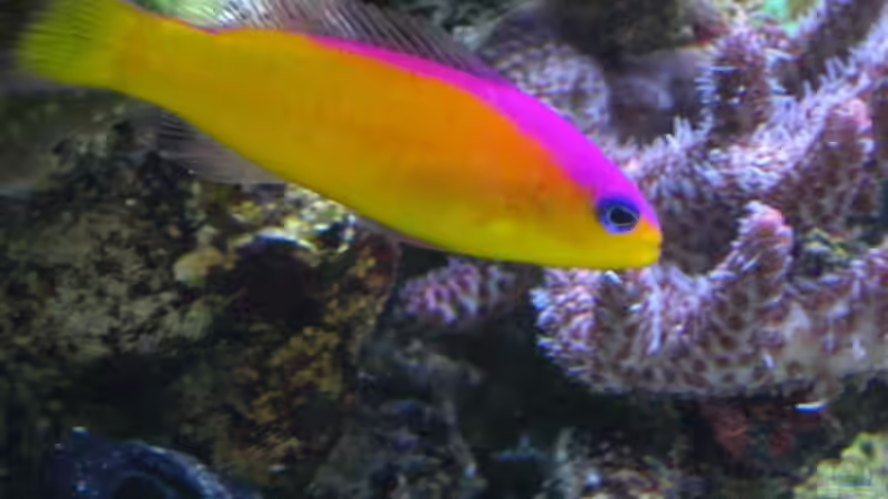 total friedlich , könnte fast ein Gramma sein, mein Diadema von Uwe Kerßenfischer (14)