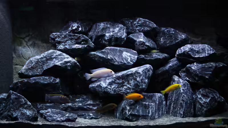 Totale - mit Besatz von MHu (3)