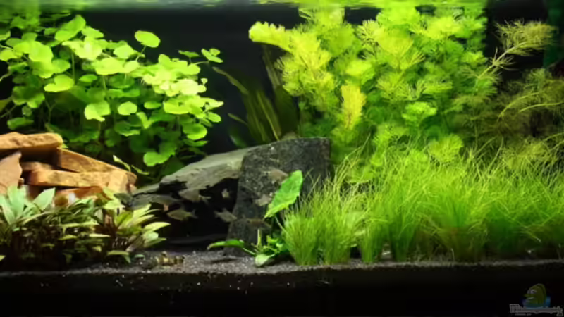 Totale, 19.09.08 von 77Markus (1)