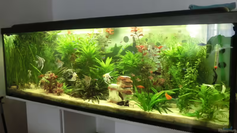 totale 2 von Inai Whang (2)