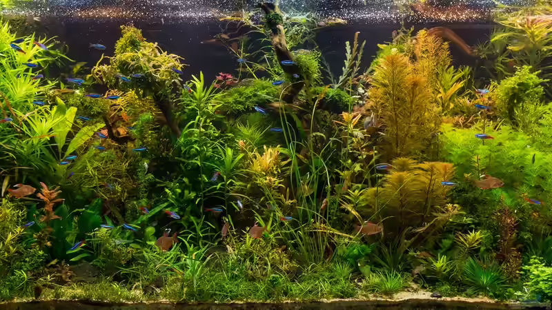 Totale 31.10.15 von Betta Chris (25)