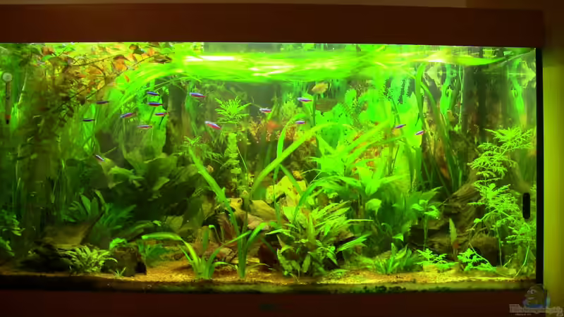 Totale Stand 25.06.13 von Zodiack (1)