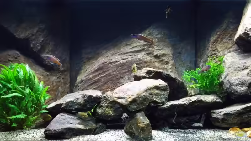 Totale von Baeltes (1)