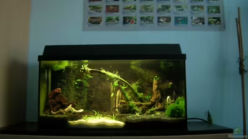 Totale von Der Analyst (8)