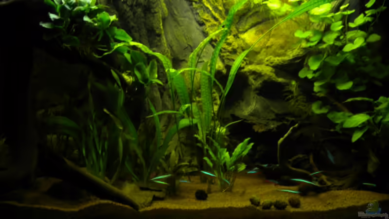 Totale von Herki (4)