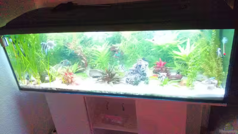 totale von Inai Whang (1)