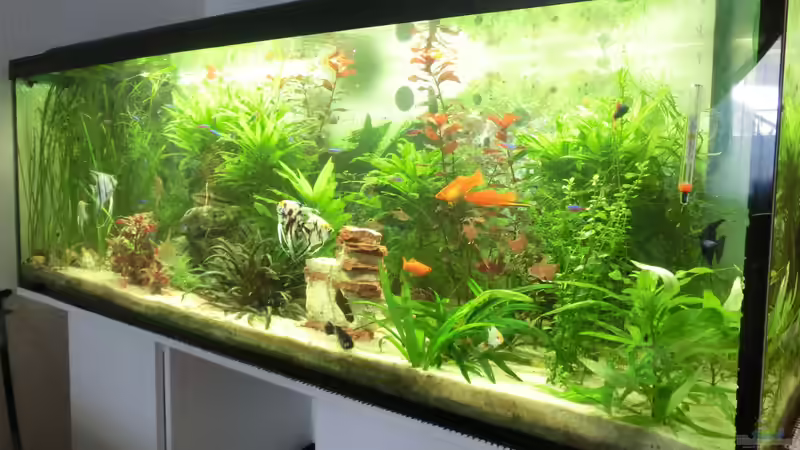 totale von Inai Whang (3)