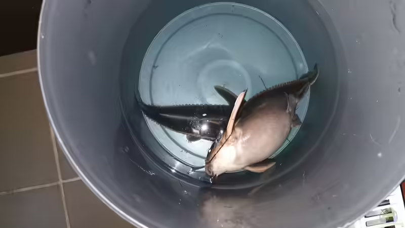 Tote Fische von Thomas Michel (86)