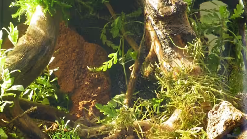 Tote Wurzeln neu belebt - 06.05.2011 von bergfrau (34)