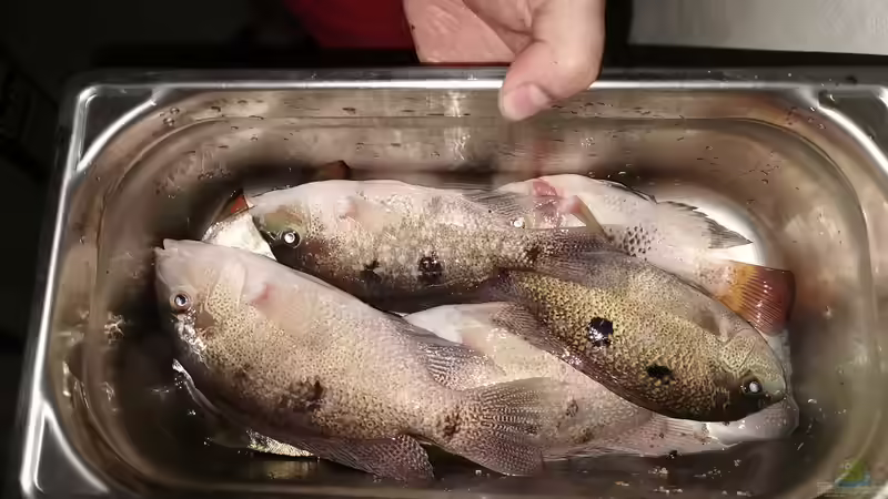 Toter Fisch: Das sind die Auswirkungen auf das Aquarium