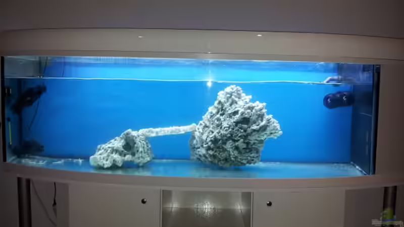 totes Riffgestein eingebracht um die Wasserverdrängung zu sehen und was noch an von Christian Höse (8)