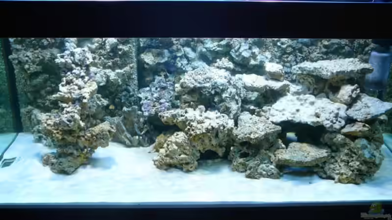 totes Riffgestein und Lebendgestein von Christian Stauder (3)