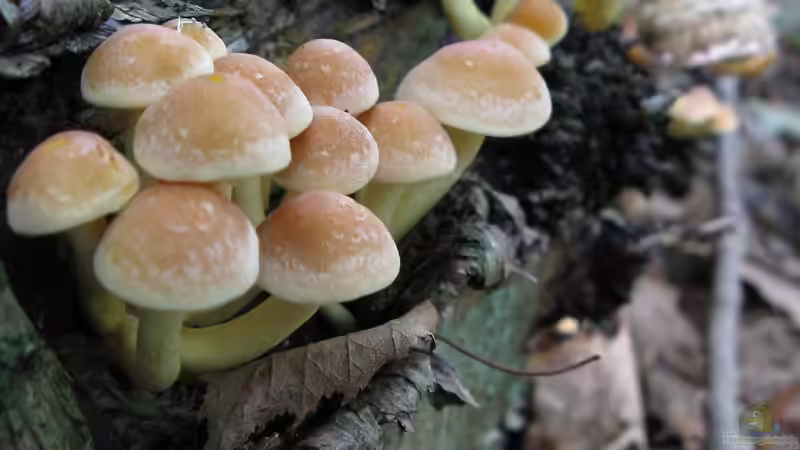 Totholz im Garten: Entfernen oder liegen lassen?