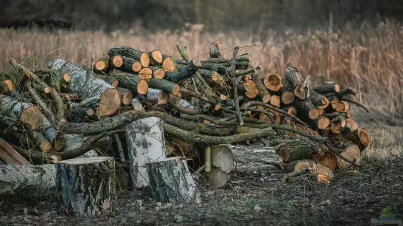 Totholz im Garten: Welche Bewohner ziehen als Erste ein?