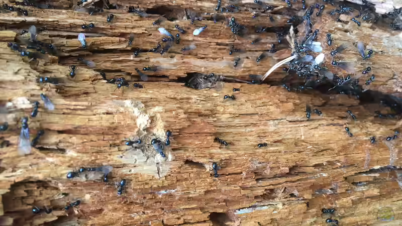 Totholz im Garten: Welche Bewohner ziehen als Erste ein?