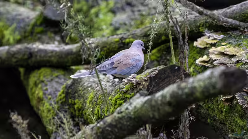 Totholz im Garten: Welche Bewohner ziehen als Erste ein?
