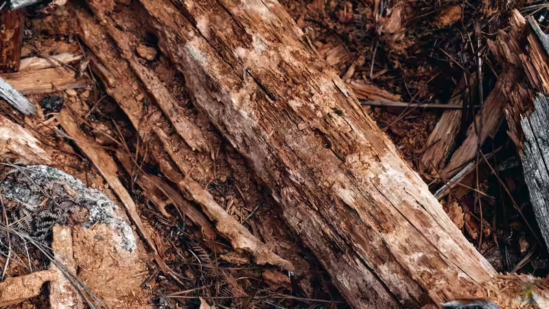 Totholz im Garten: Welche Bewohner ziehen als Erste ein?