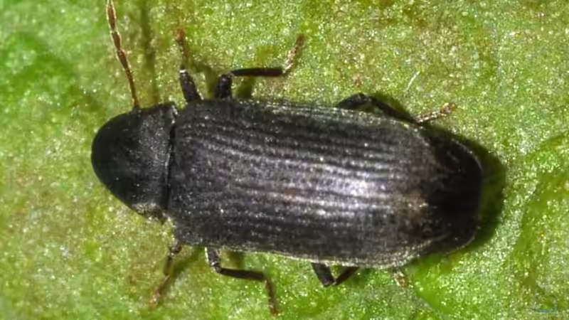 Totholz im Garten: Welche Bewohner ziehen als Erste ein?