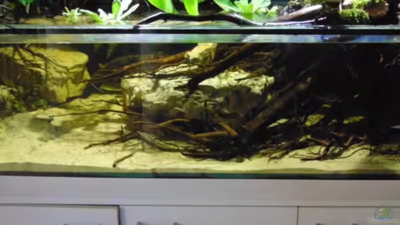 Totholzzone, ??bergang in die Freiwasserzone von Markaroni (8)