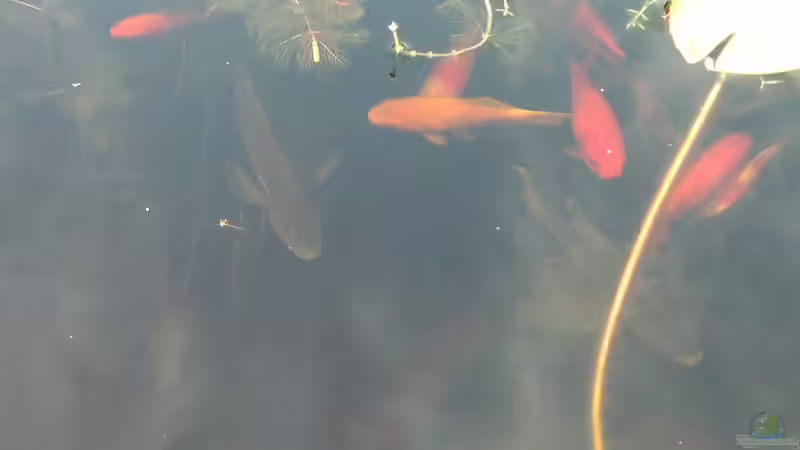 ´Toto´ und ´Harry´ die Jungfischpolizei von Sambia (58)