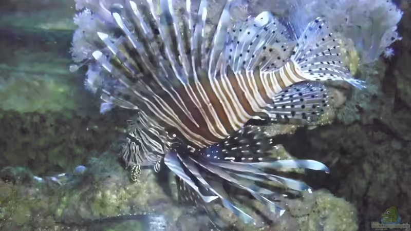 Toxische Schönheiten im Aquarium: Die Kunst der artgerechten Haltung von giftigen Salzwasserfischen