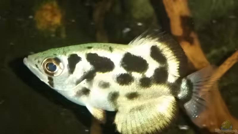 Aquarien mit Toxotes blythii