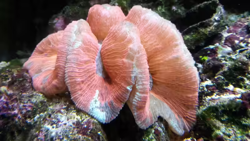 Trachophyllia von Truthahnmann (29)