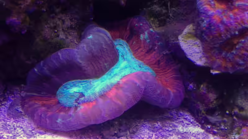 Trachyphillia Geofrey und Acanthastrea Lordhowdensis von Lukas23 (13)