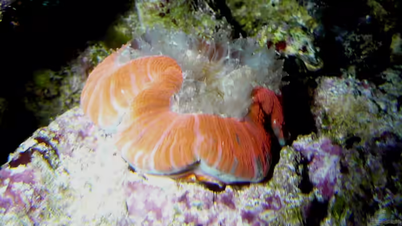 Trachyphyllia geoffroyi nachts mit Tentakelkrone von Truthahnmann (82)