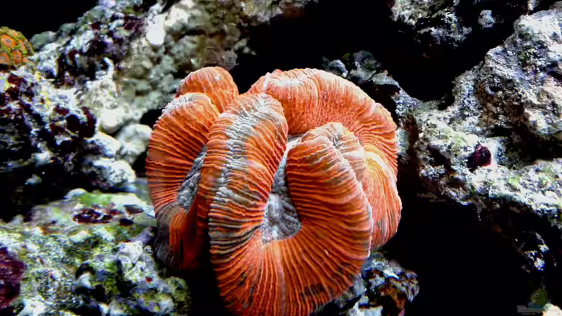 Trachyphyllia voll ausgedehnt von Truthahnmann (81)