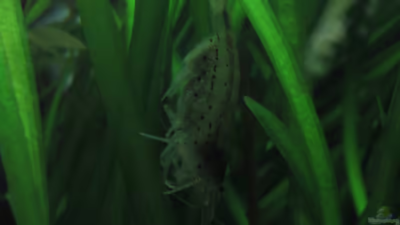 Trächtige Amanogarnele von Tigerlotus (65)