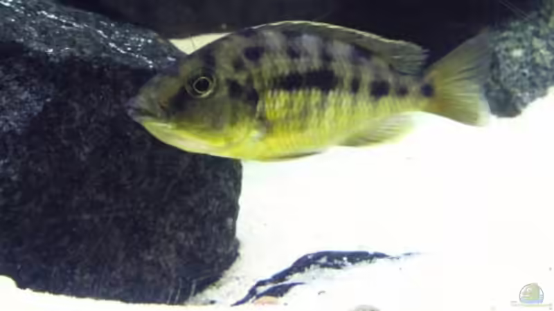 trächtiges Protomelas Weib von Dt-Floppy (29)