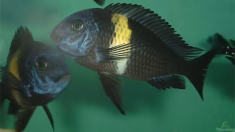 Trächtiges T. duboisi ´Maswa´ Weibchen von Alexander Langer (2)