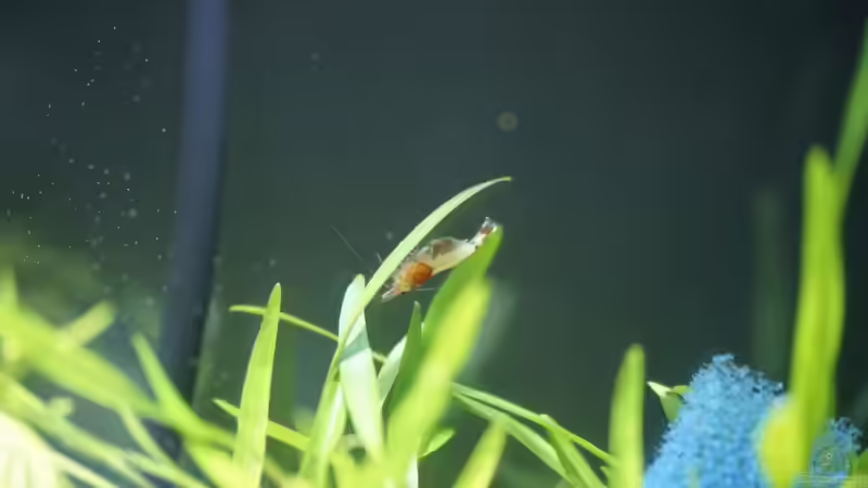 Trächtiges Taiwanmischlings-Weibchen von Leinad78 (7)