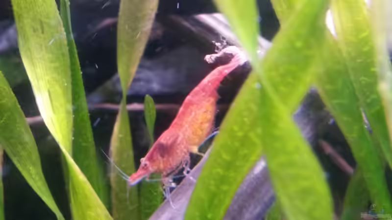 Aquarien mit Red Fire Garnelen (Neocaridina heteropoda)