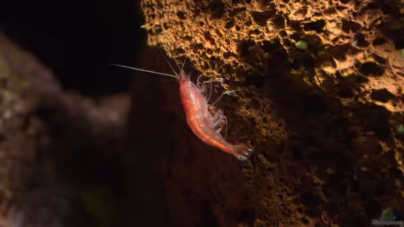 Trächtiges Weibchen von Acki50 (12)