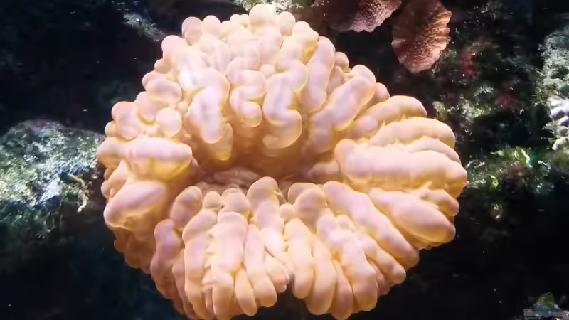 Tränenkoralle Rot/Rosa - Cynarina lacrymalis von Truthahnmann (30)