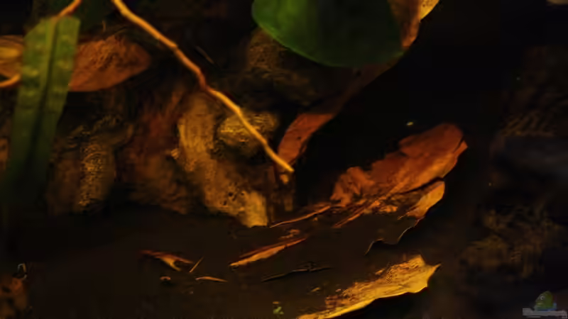 Träume im Westafrika Habitat ! von Florian Bandhauer (39)