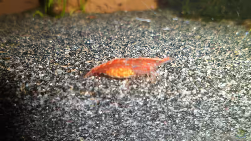 tragende Red Fire Garnele von Elaria (7)