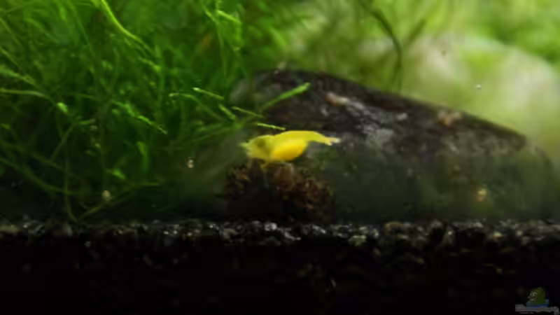 Erlenzapfen im Aquarium verwenden (Einrichtungsbeispiele, die Erlenzapfen anwenden)