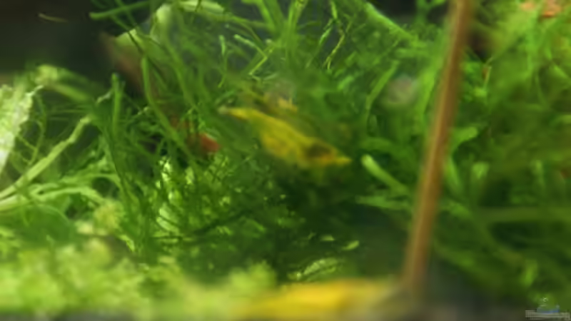 Tragende YF im Moos von Paul123 (9)