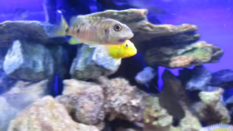 tragendes Aulonocara new blue Orchid Weibchen von Malawi-Dude (21)