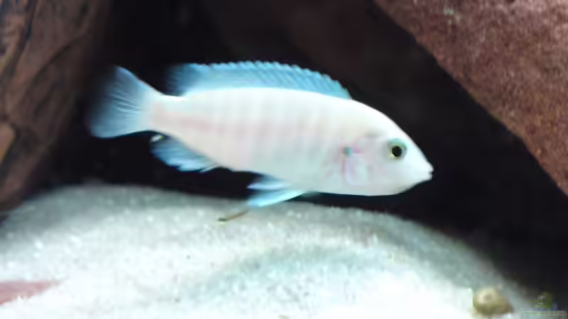 tragendes chisumulae-Weib von Debby & Daniel (23)