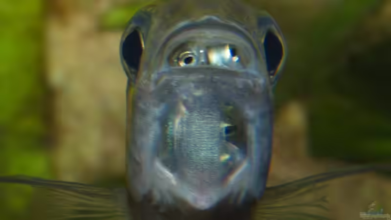 Tragendes Ophthalmotilapia ventralis ´Mikongola´ Weibchen von ravaka (143)