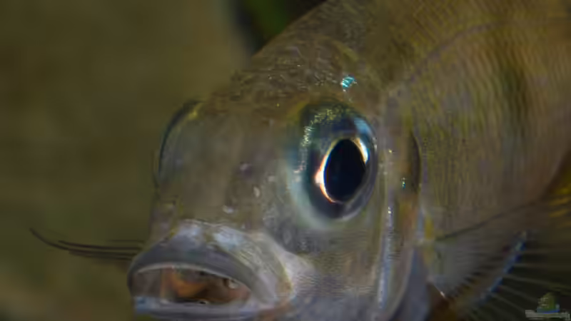 Tragendes Ophthalmotilapia ventralis ´Mikongola´ Weibchen von ravaka (147)