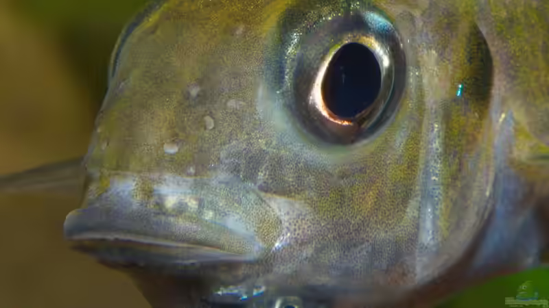 Aquarien mit Ophthalmotilapia ventralis (Blauer Fadenmaulbrüter)