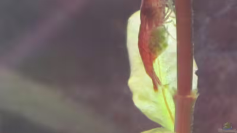 Tragendes Redfire Garnelen Weibchen von Aquilegia (15)